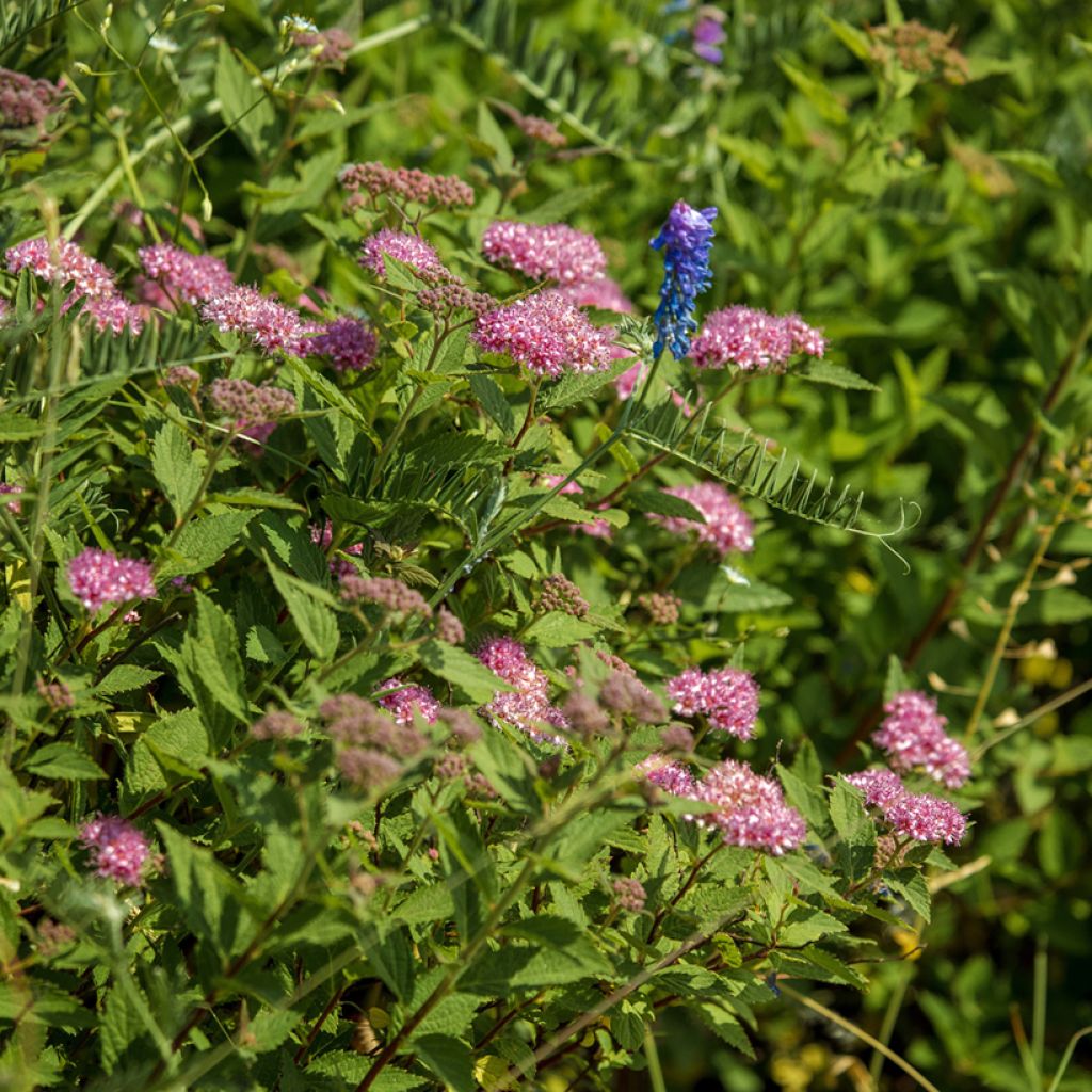 Spirée japonaise - Spiraea japonica Froebelii