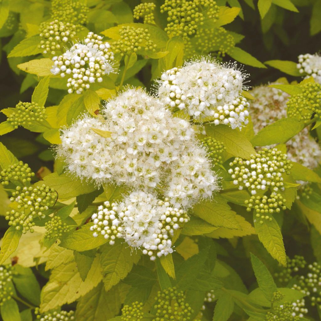 Spirée japonaise White Gold - Spiraea japonica