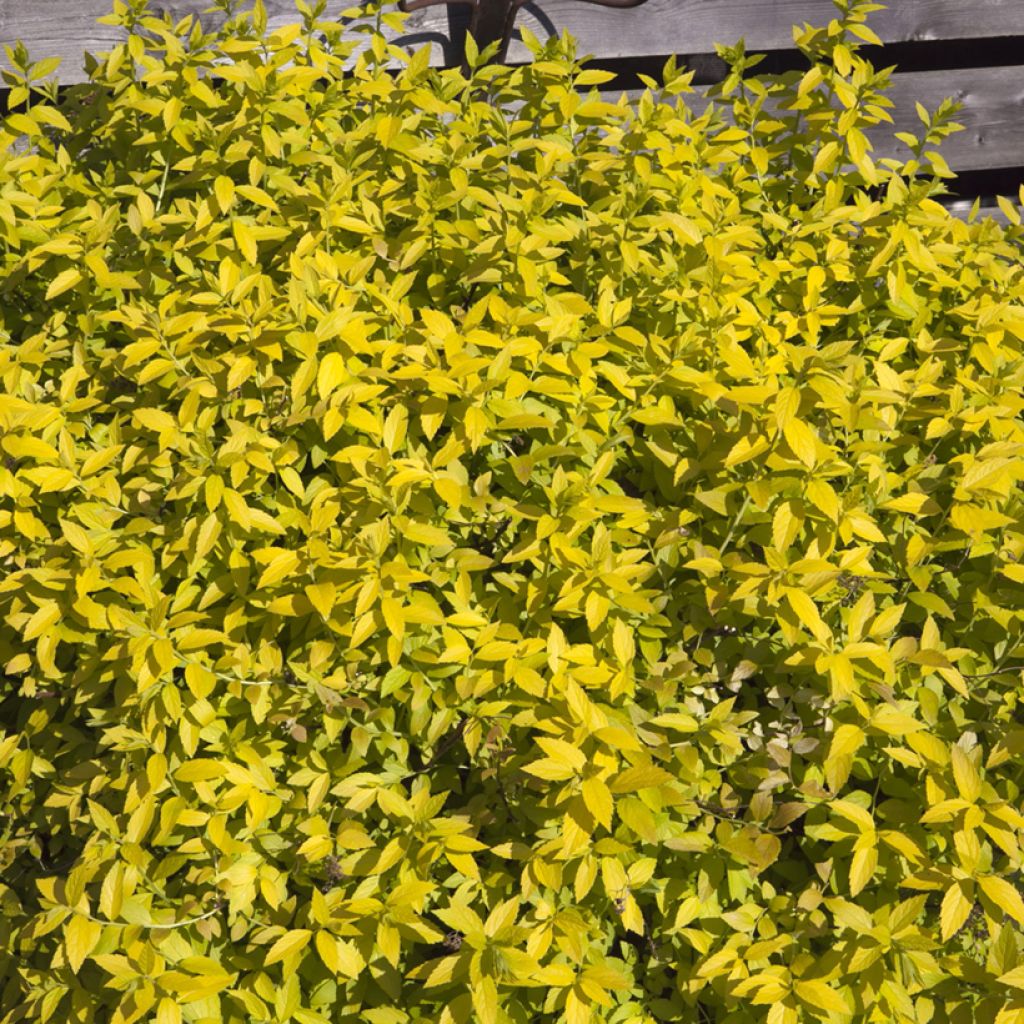 Spirée japonaise White Gold - Spiraea japonica