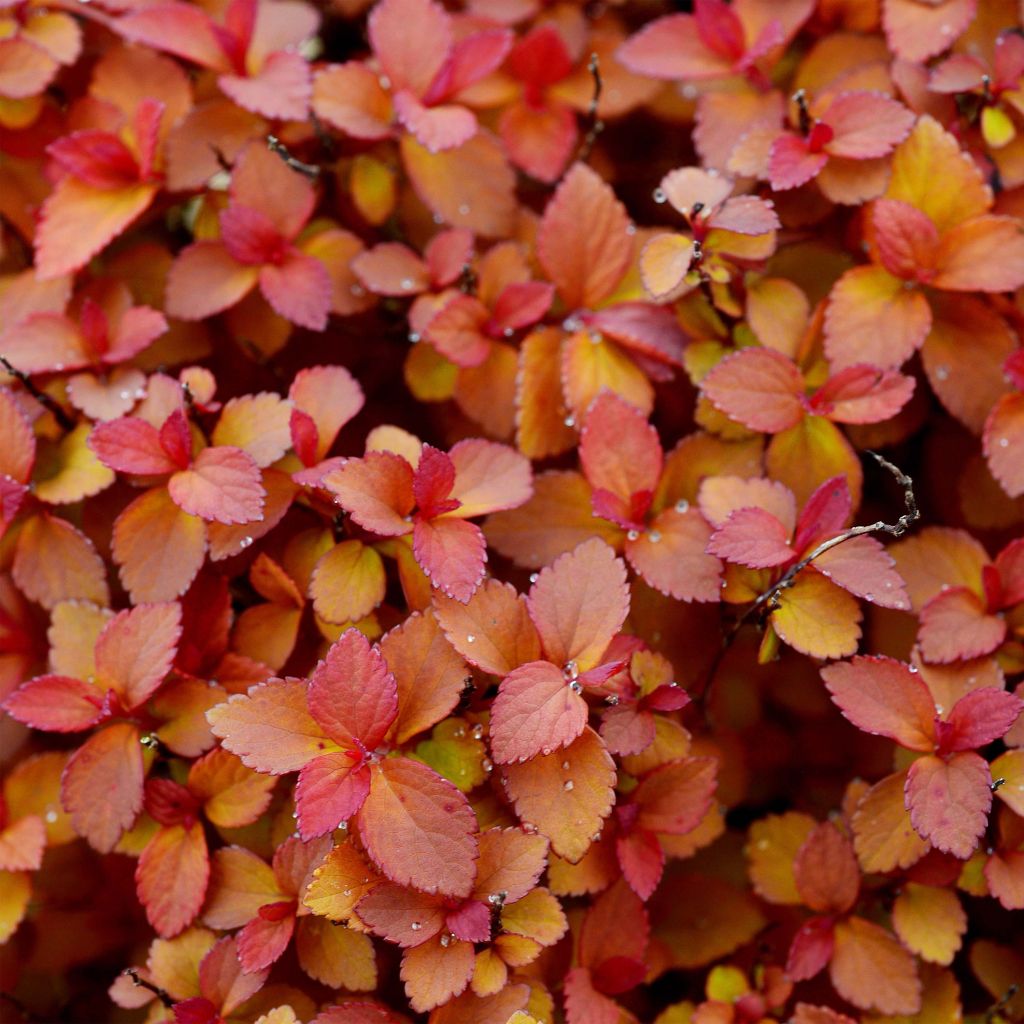 Spirée japonaise Zen'Spirit Caramel - Spiraea japonica