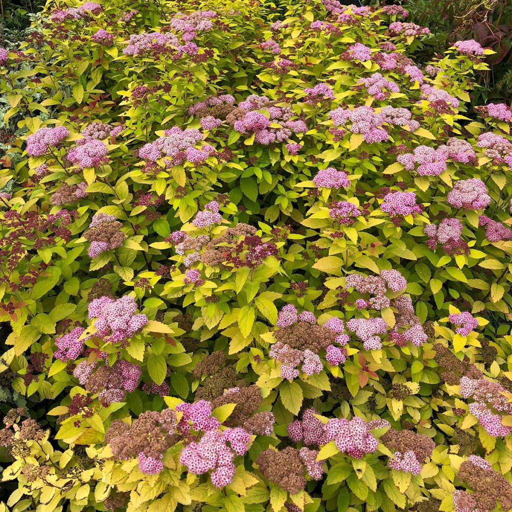 Spirée japonaise - Spiraea japonica Double Play Big Bang