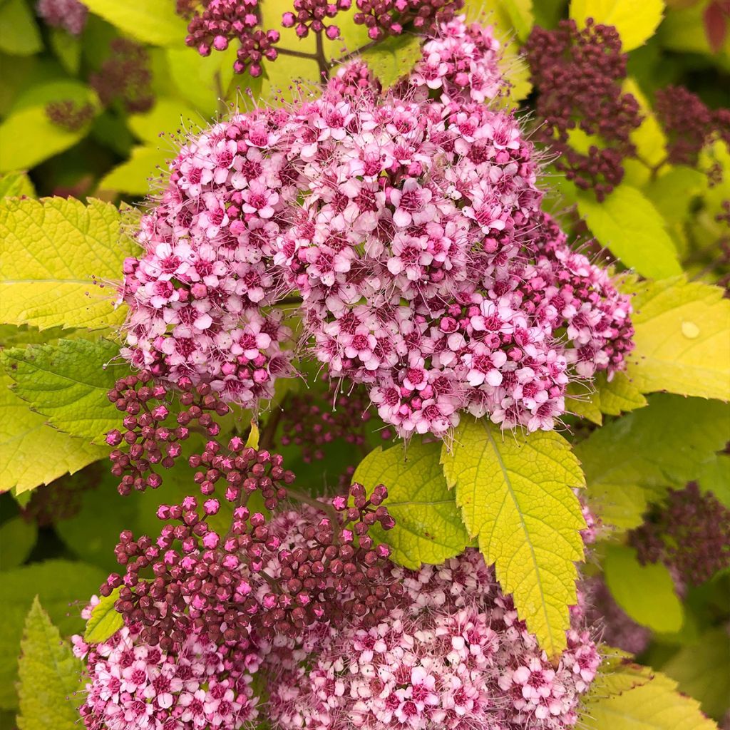 Spirée japonaise - Spiraea japonica Double Play Big Bang