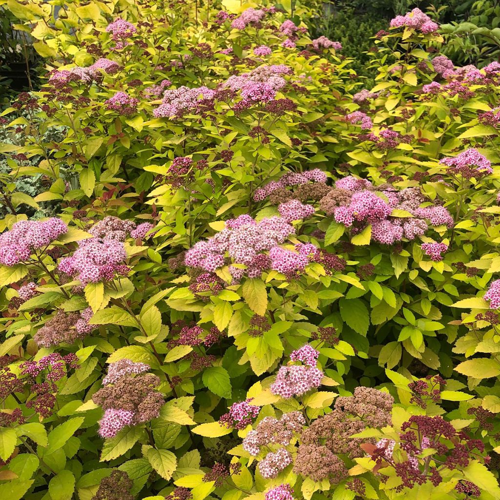 Spirée japonaise - Spiraea japonica Double Play Big Bang