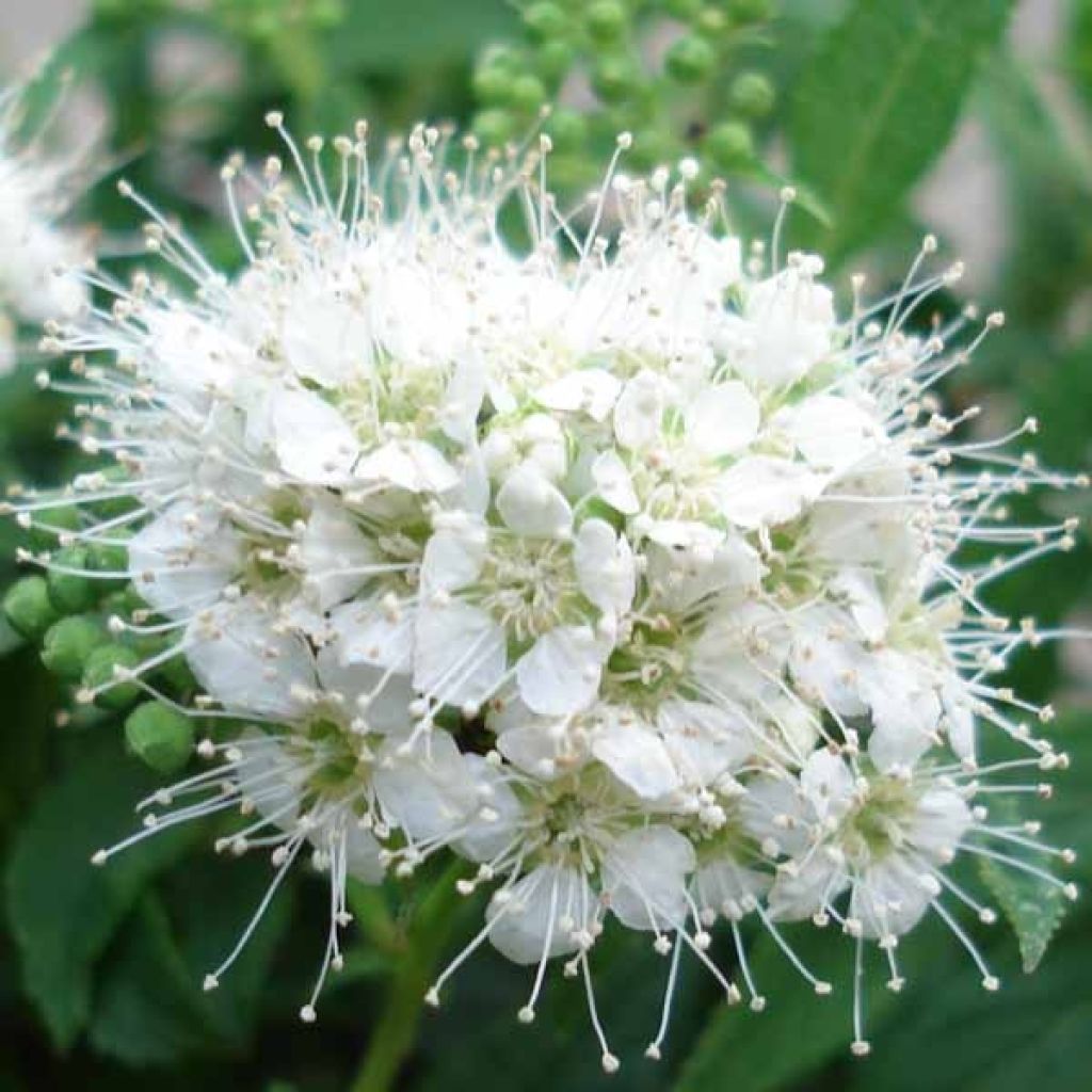 Spiree Japonica albiflora