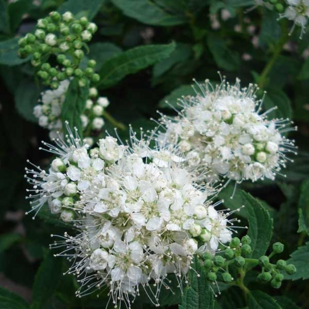Spiree Japonica albiflora