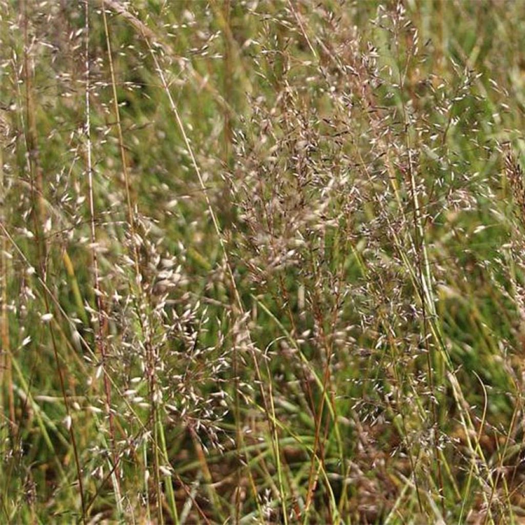 Sporobolus heterolepsis Wisconsin Strain - Sporobole à glumes inégales