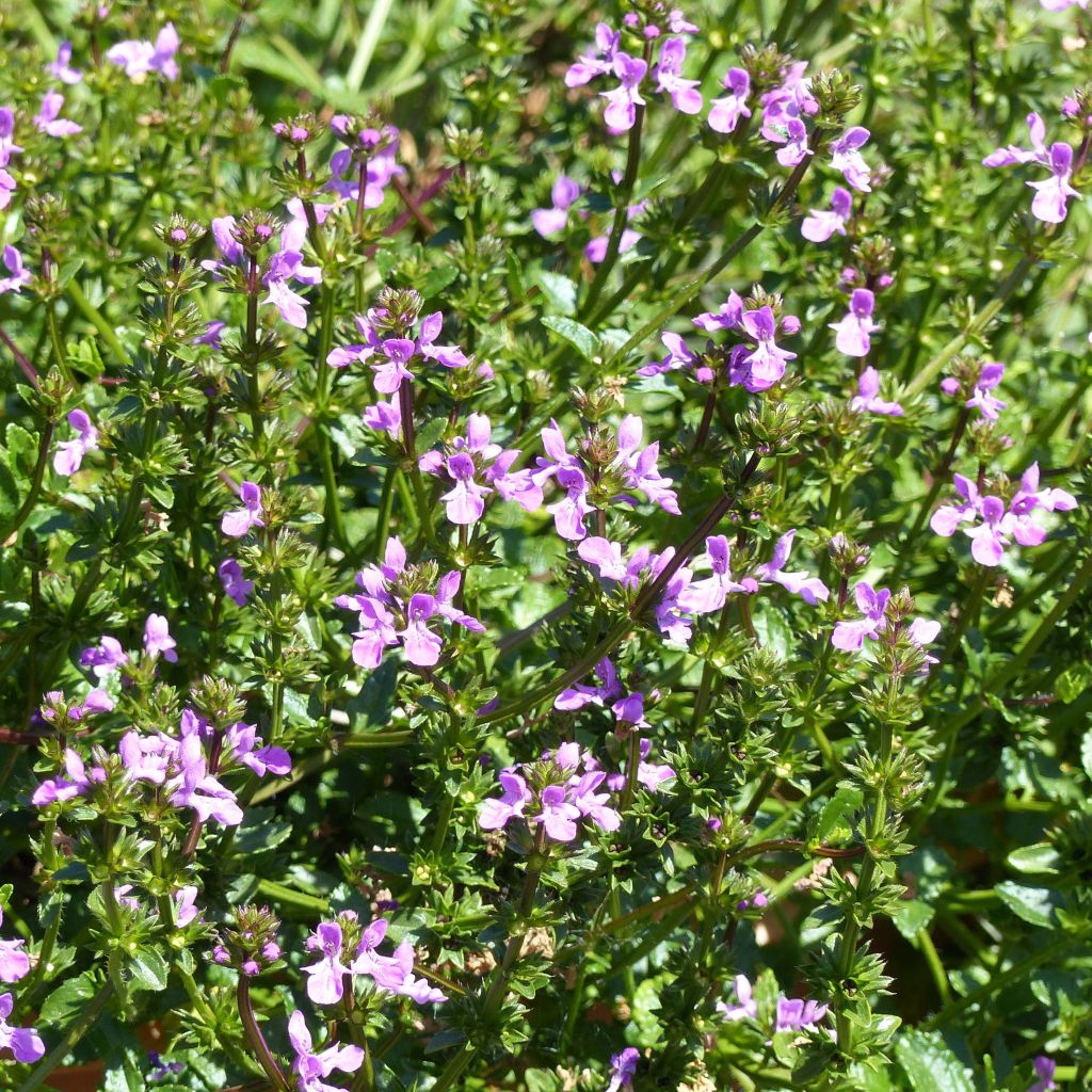 Stachys Lilac Falls - Epiaire hybride.