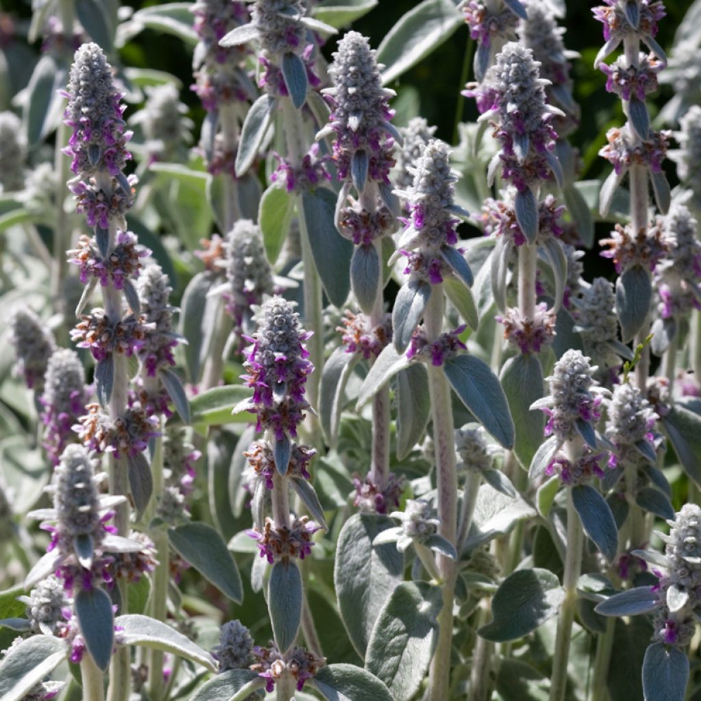 Stachys byzantina Silver Carpet - Oreille d'ours