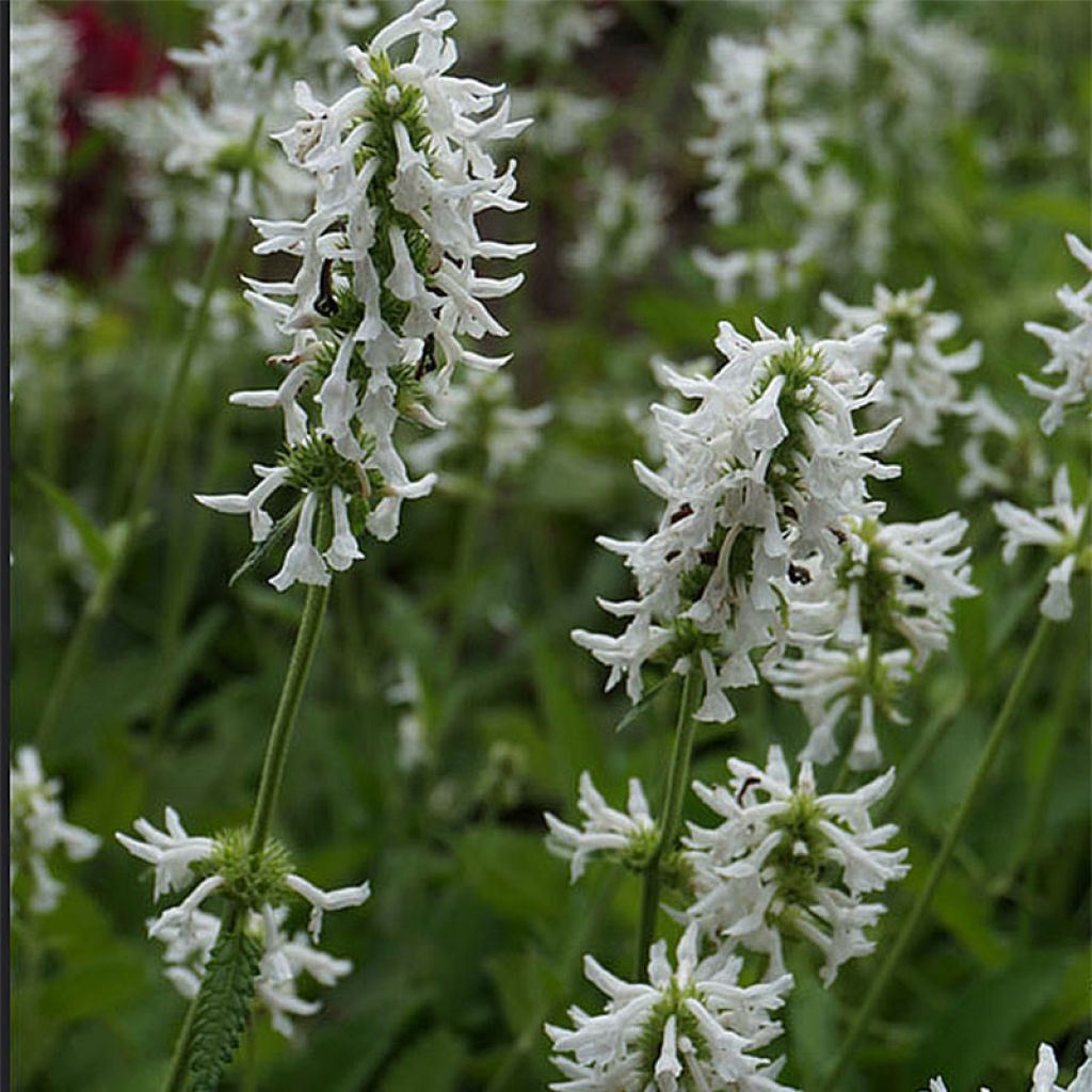 Stachys officinalis Alba - Bétoine officinale