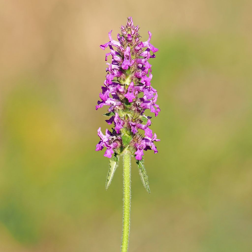 Stachys officinalis - Bétoine officinale