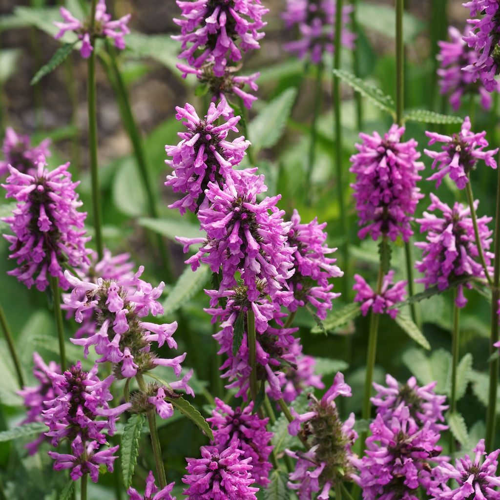 Stachys officinalis - Bétoine officinale