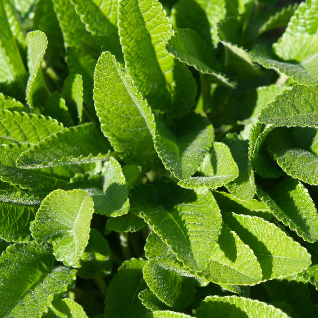 Stachys officinalis - Bétoine officinale