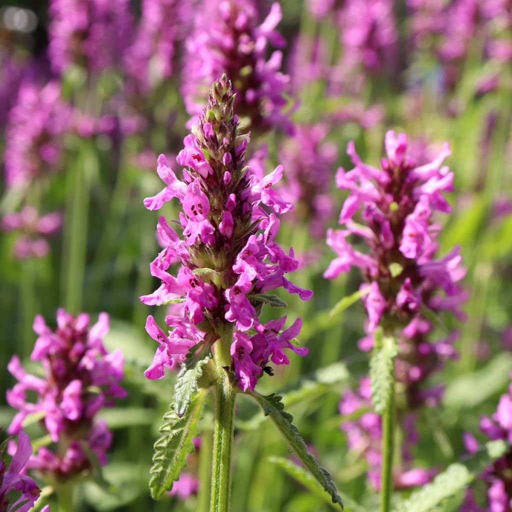 Stachys officinalis - Bétoine officinale