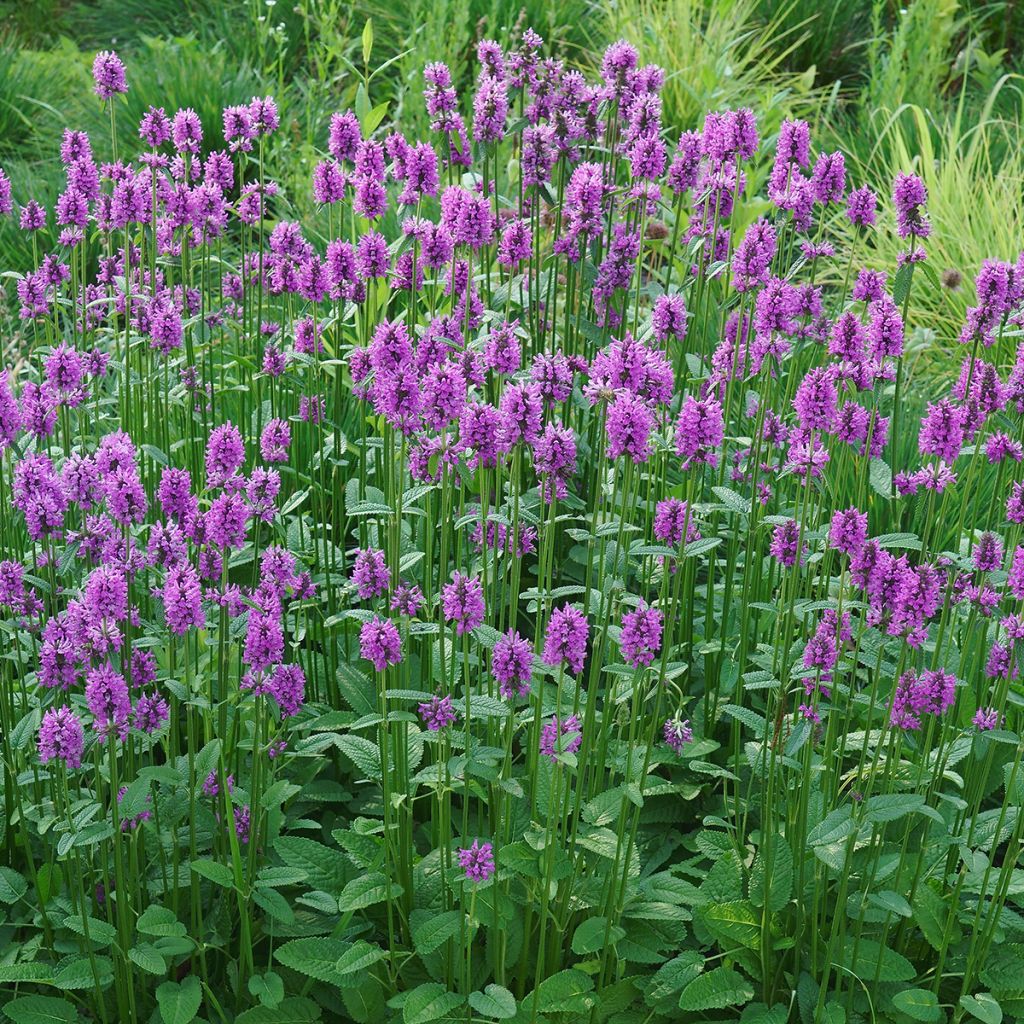 Stachys officinalis - Bétoine officinale