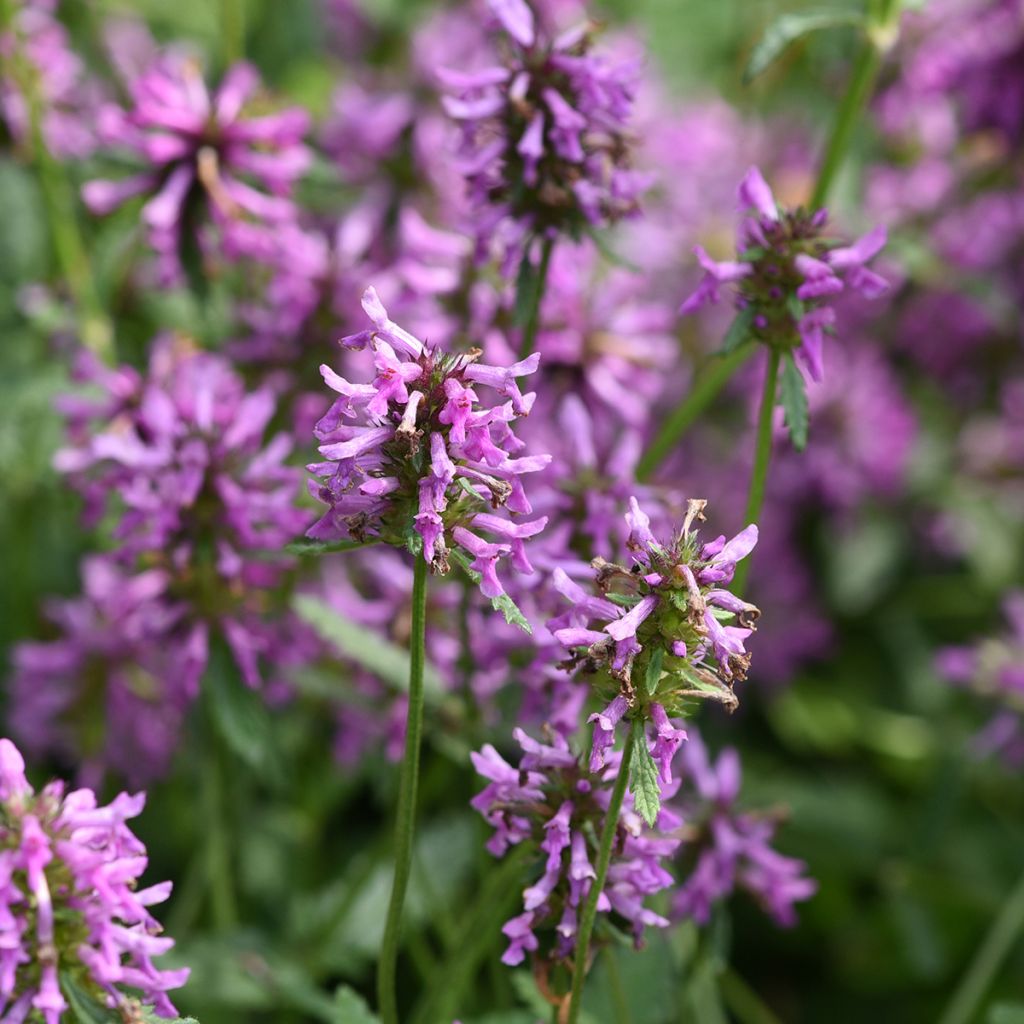 Stachys officinalis - Bétoine officinale