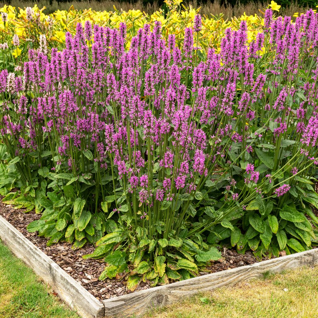 Stachys officinalis - Bétoine officinale