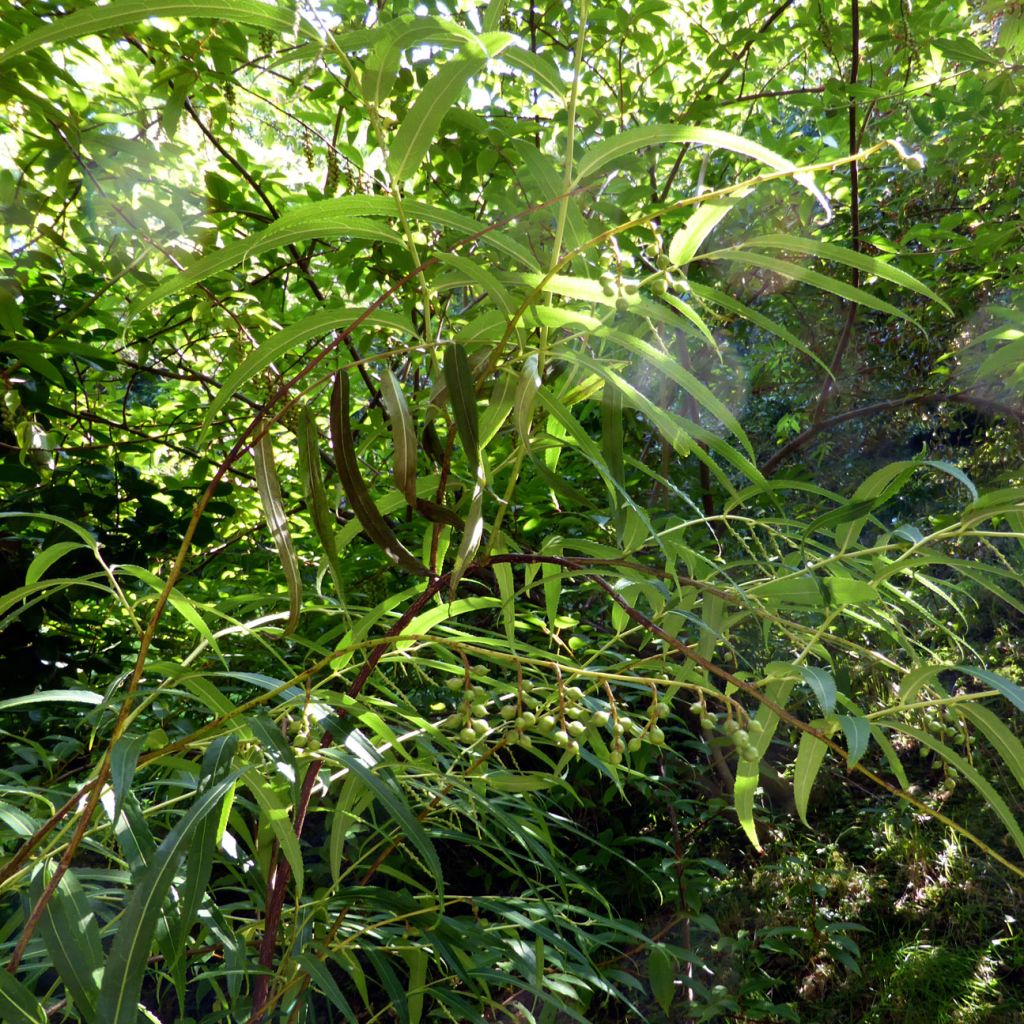 Stachyurus salicifolius - Stachyurus à feuilles de saule