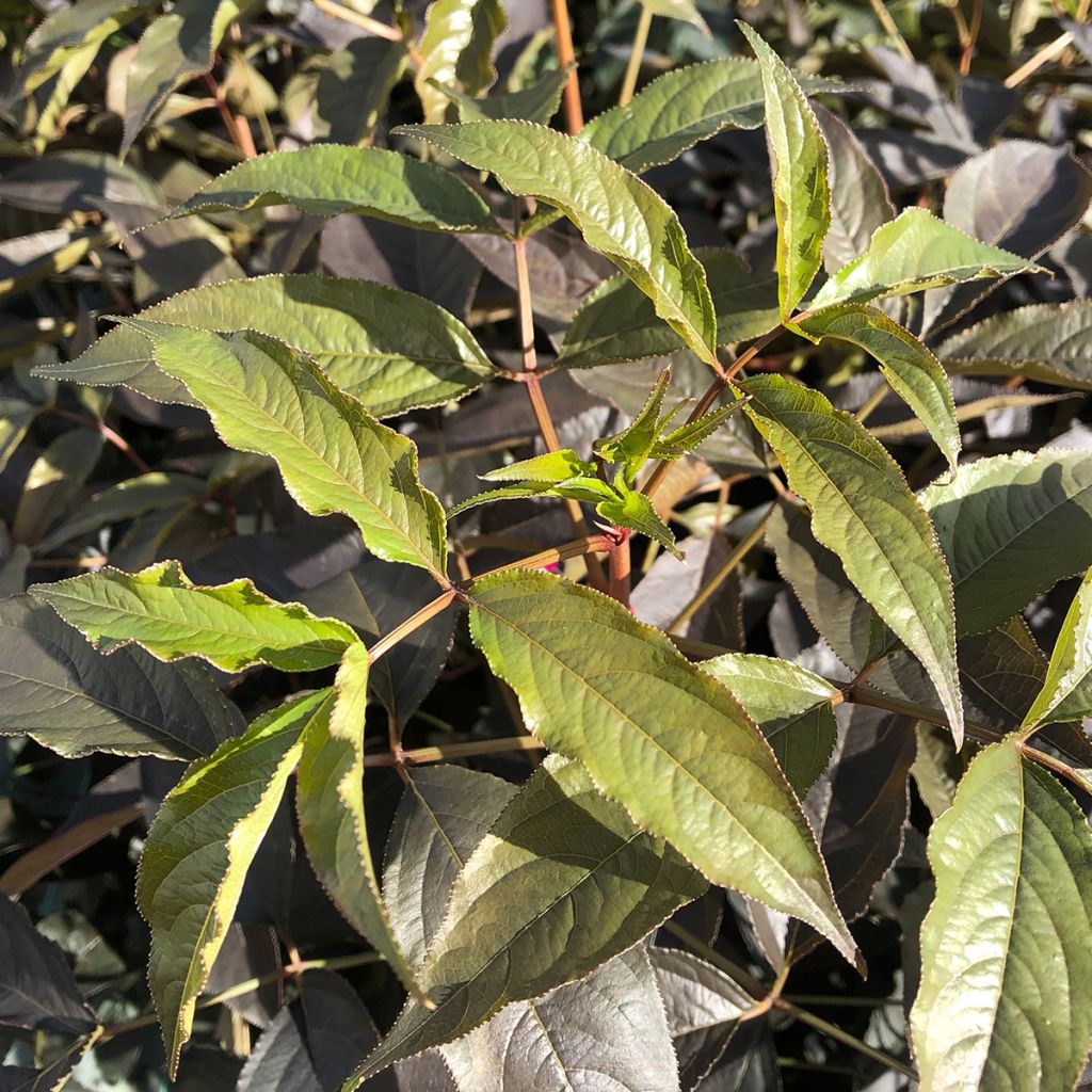 Staphylea colchica Black Beauty - Faux pistachier