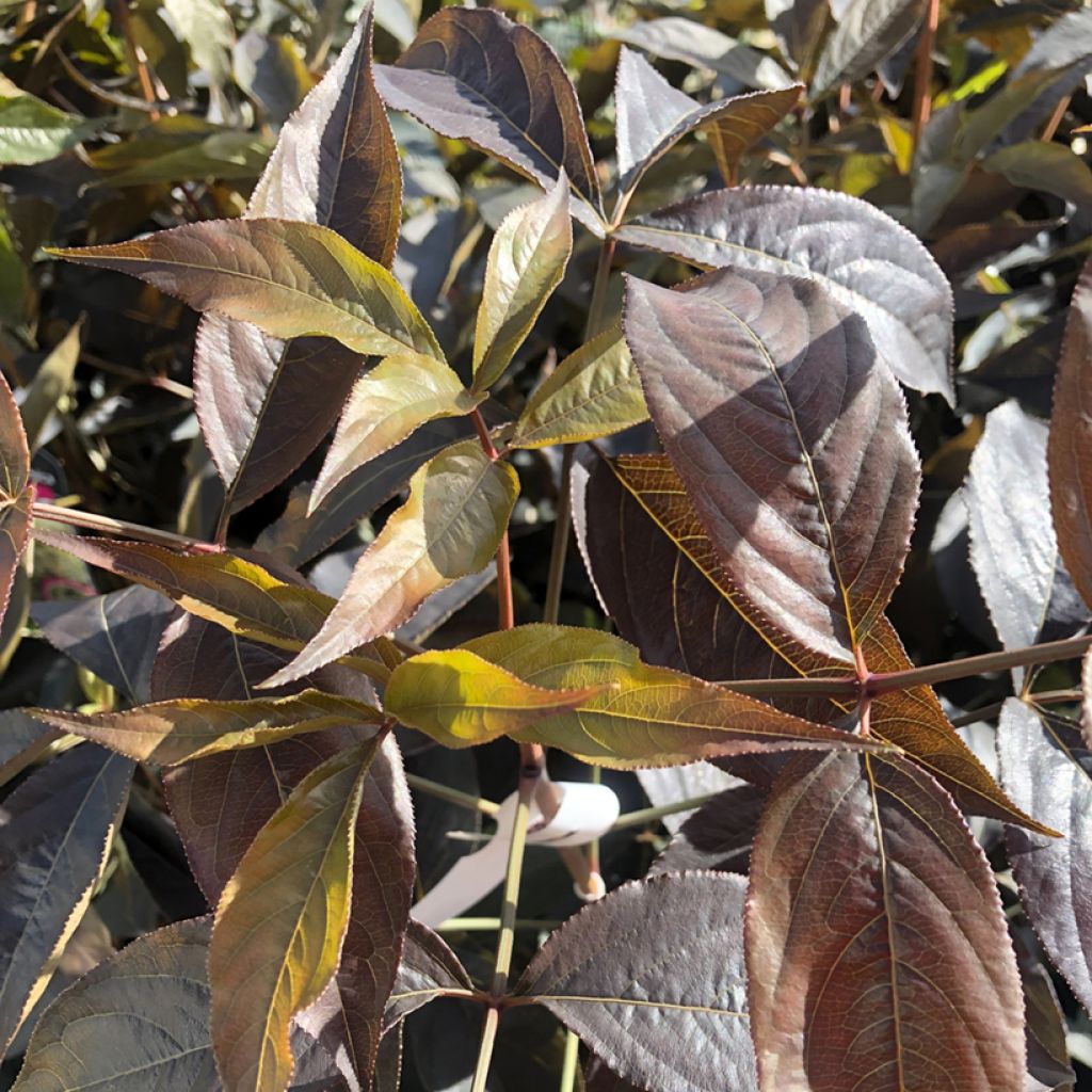 Staphylea colchica Black Beauty - Faux pistachier