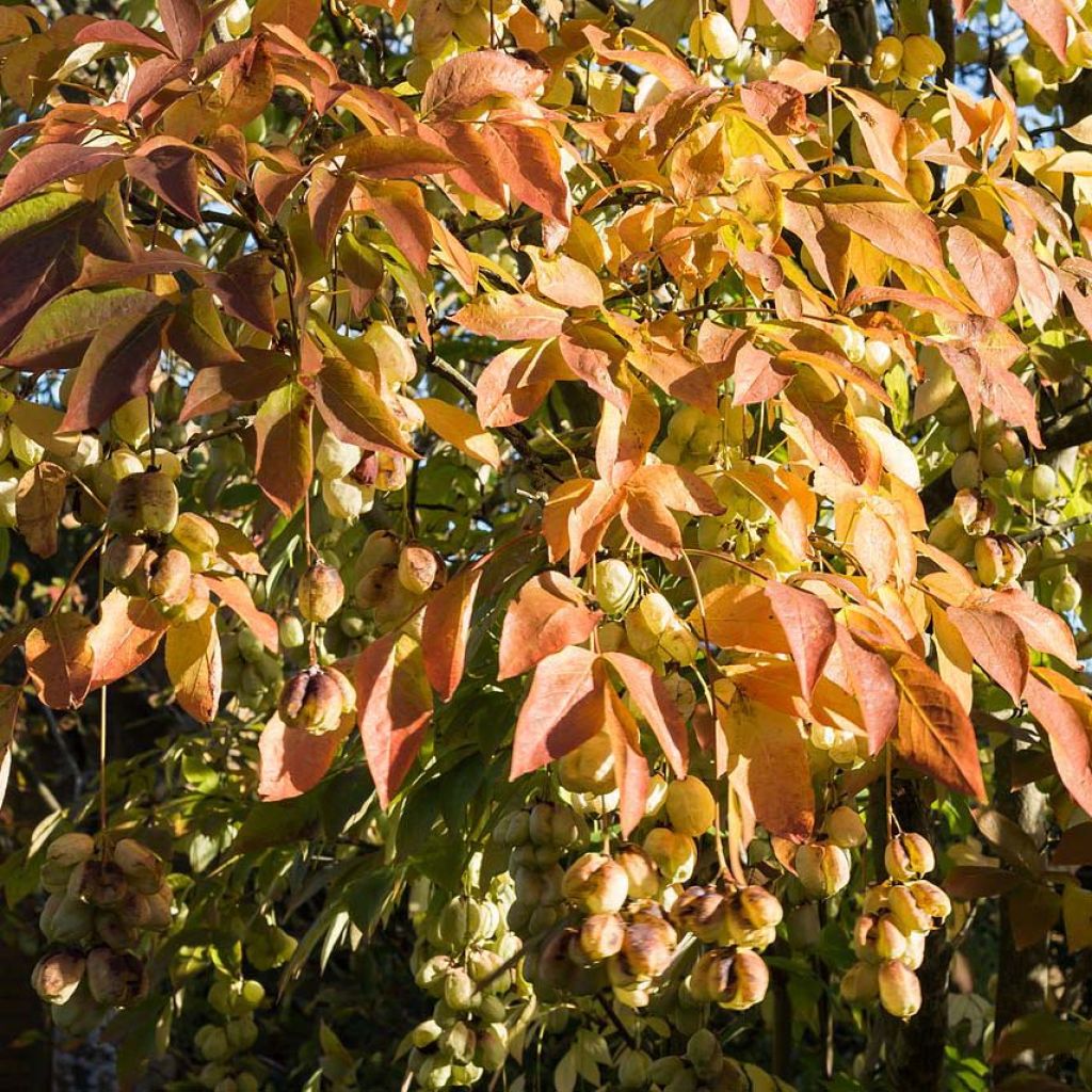 Staphylea pinnata - Faux pistachier