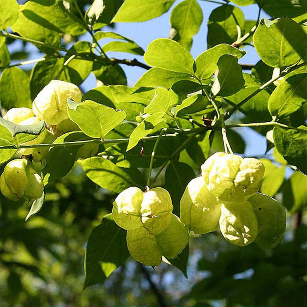 Staphylea pinnata - Faux pistachier