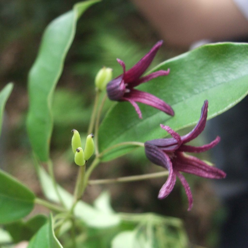 Stauntonia purpurea