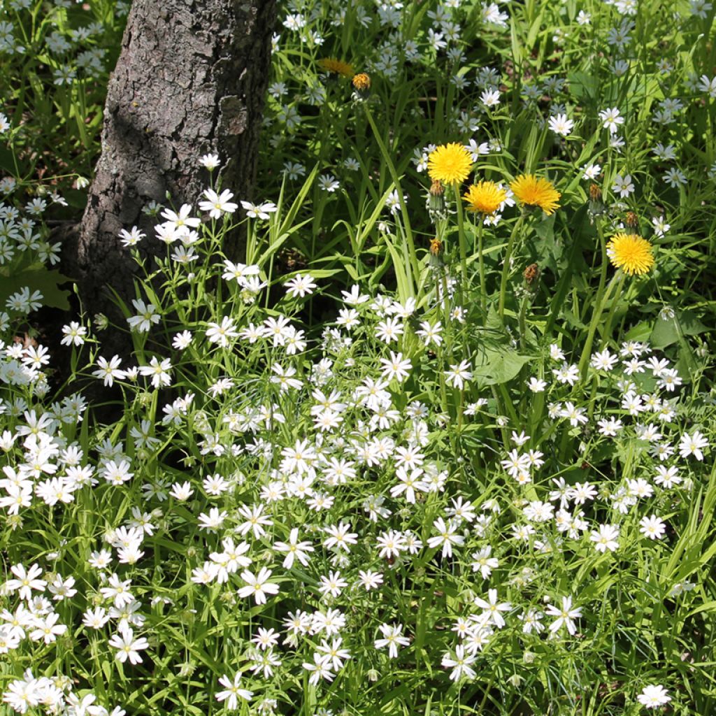 Stellaria (Rabelera) holostea - Stellaire holostée