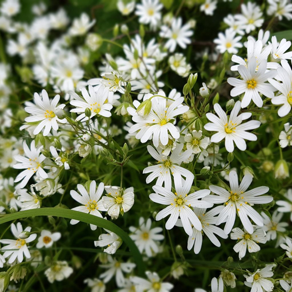 Stellaria (Rabelera) holostea - Stellaire holostée