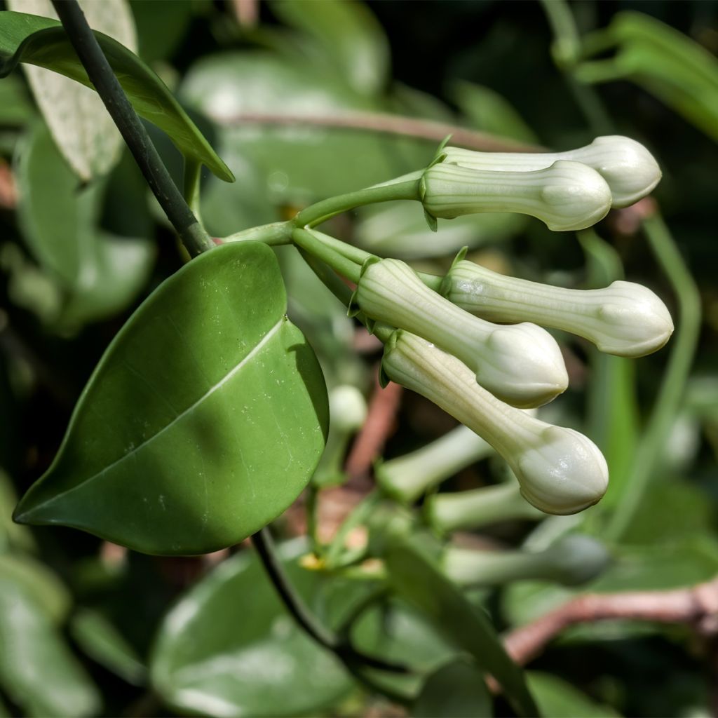 Stephanotis floribunda (jasminoides) - Jasmin de Madagascar