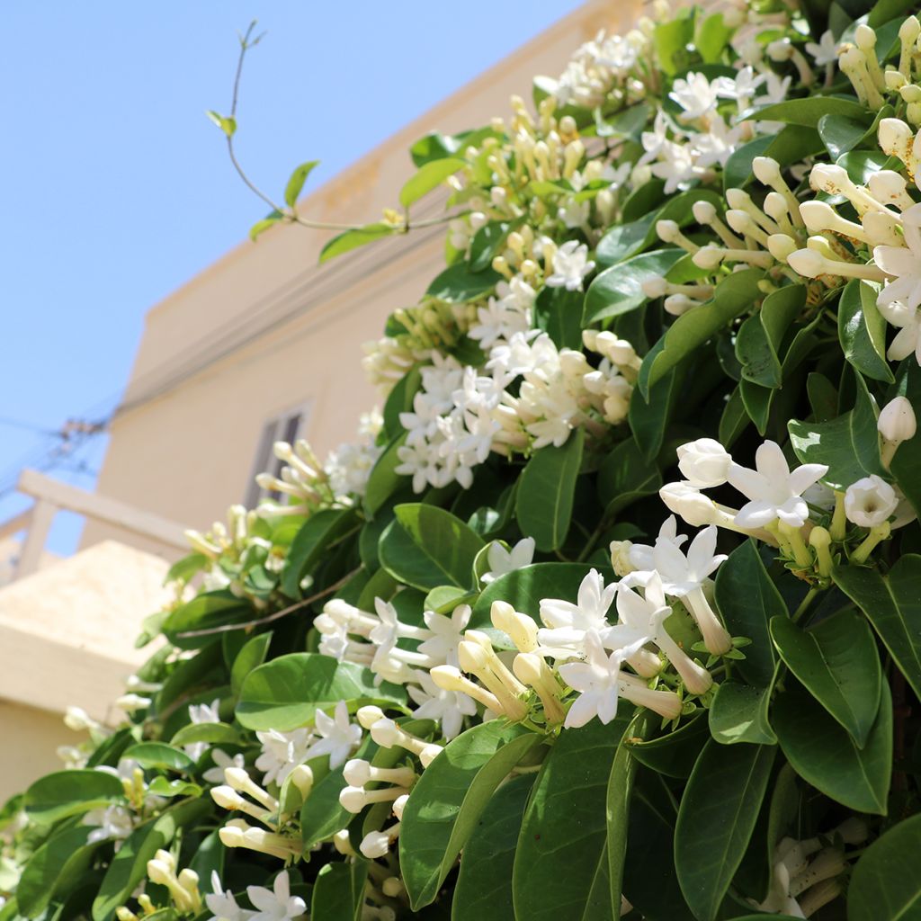 Stephanotis floribunda (jasminoides) - Jasmin de Madagascar