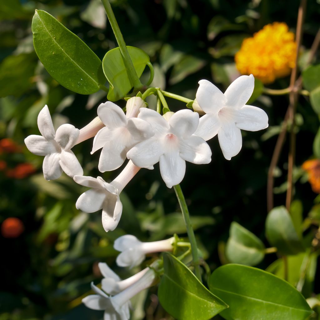 Stephanotis floribunda (jasminoides) - Jasmin de Madagascar