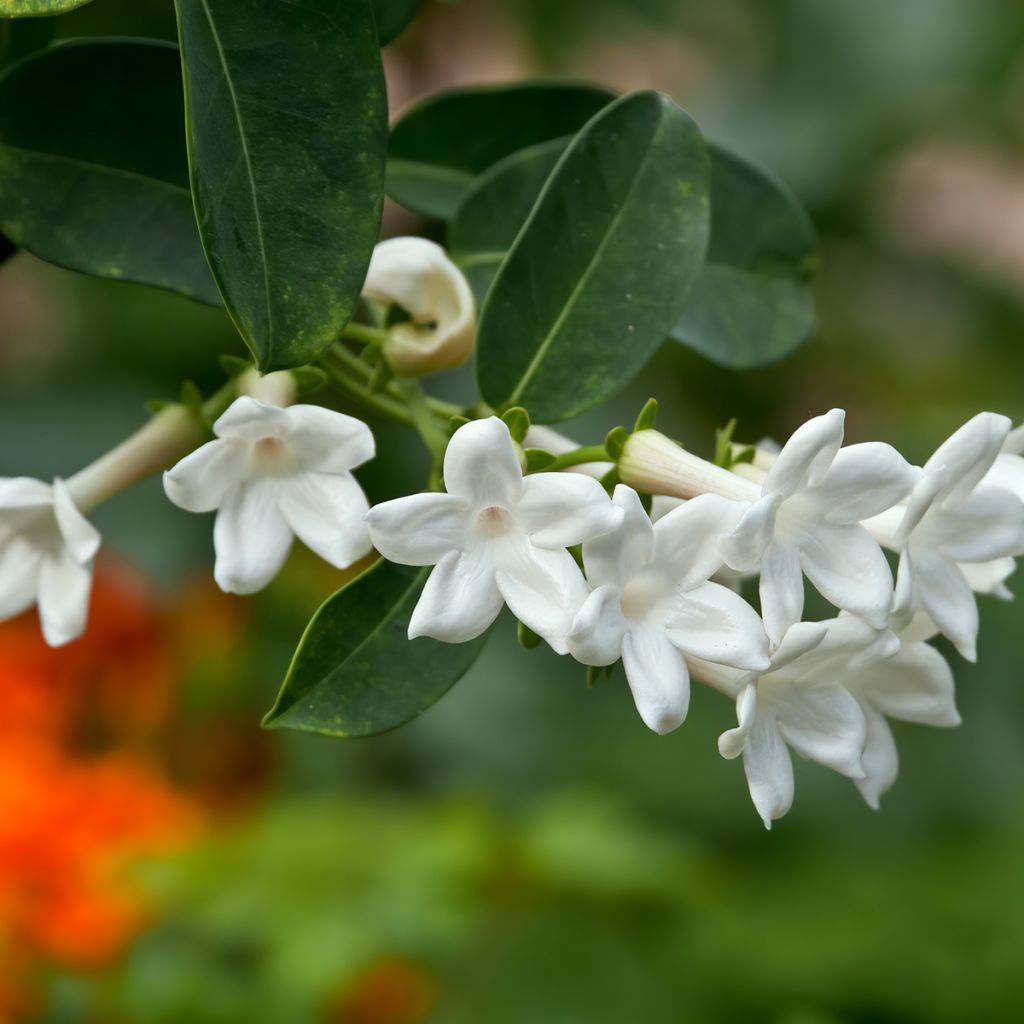 Stephanotis floribunda (jasminoides) - Jasmin de Madagascar