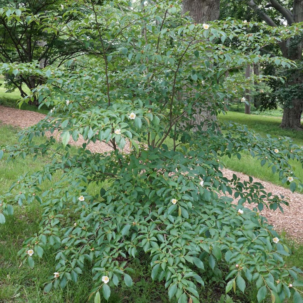 Stewartia rostrata - Stuartie