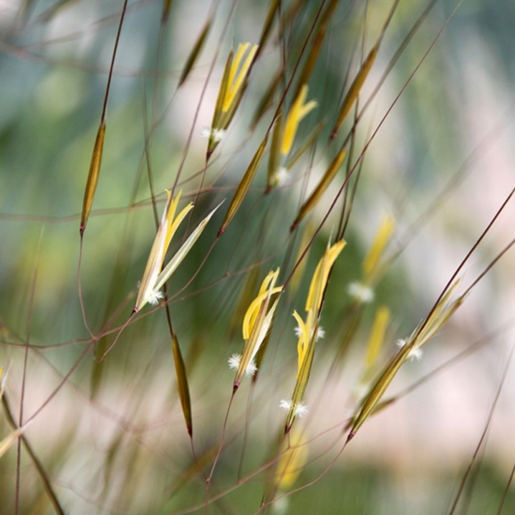 Stipa gigantea - Stipe géante