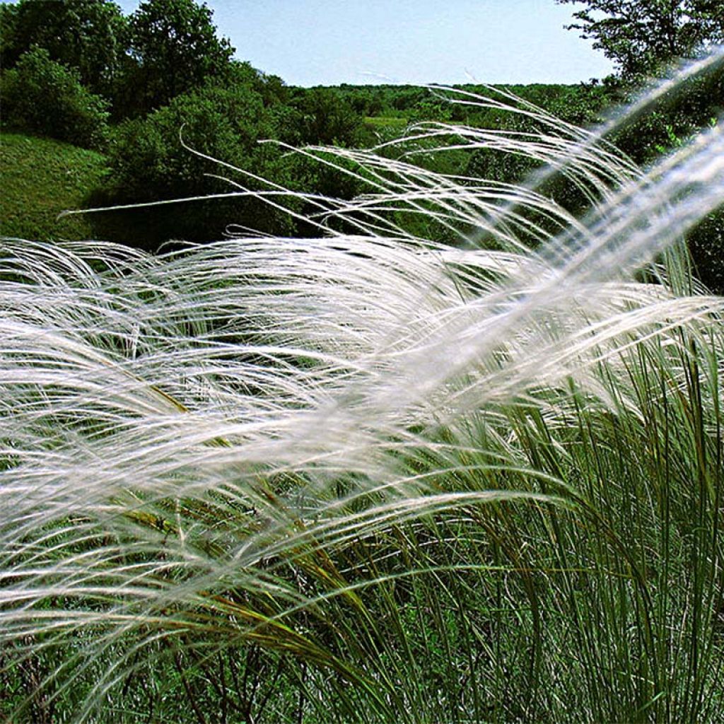 Stipa pulcherrima - Stipe admirable