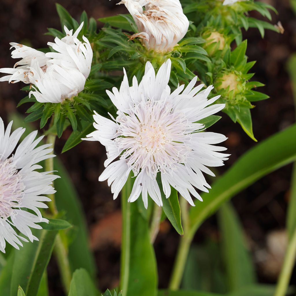 Stokesia laevis Alba - Bleuet d'Amérique - Stokésie blanche