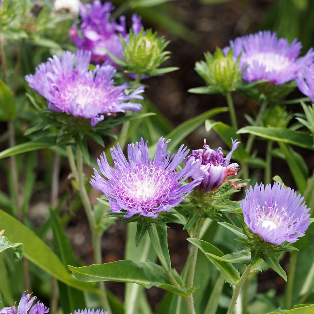 Stokesia laevis Blue Star - Bleuet d'Amérique.