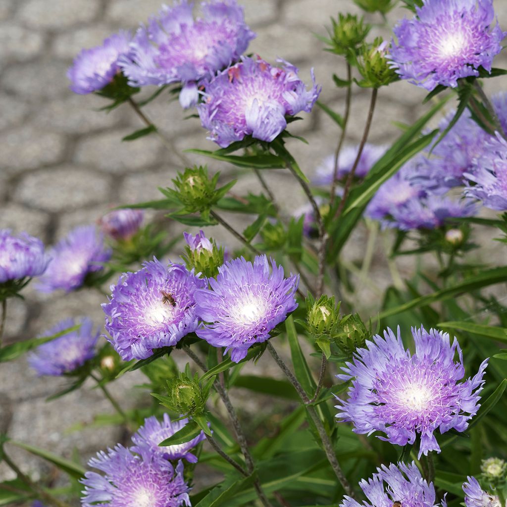 Stokesia laevis Blue Star - Bleuet d'Amérique.