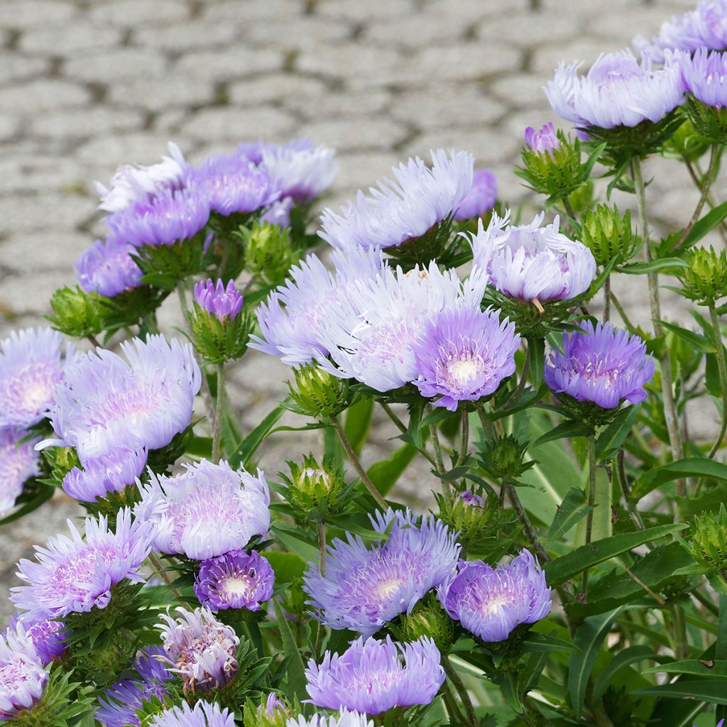 Stokesia laevis Blue Star - Bleuet d'Amérique.