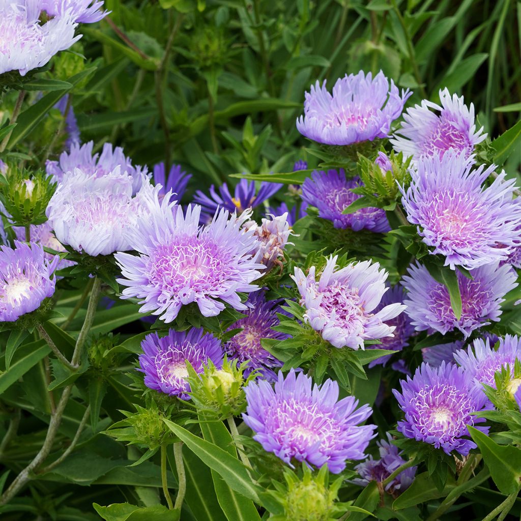 Stokesia laevis Blue Star - Bleuet d'Amérique.