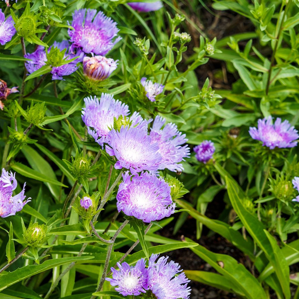 Stokesia laevis Blue Star - Bleuet d'Amérique.