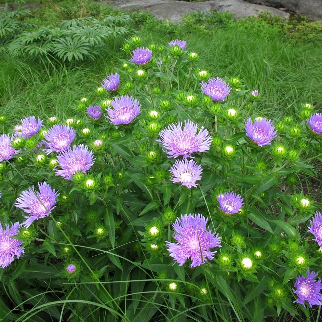 Stokesia laevis Elf - Bleuet d'Amérique