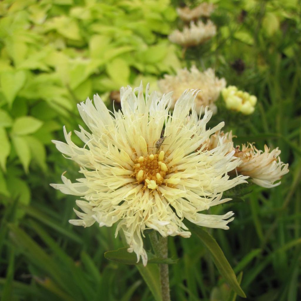 Stokesia laevis Mary Gregory - Bleuet d'Amérique