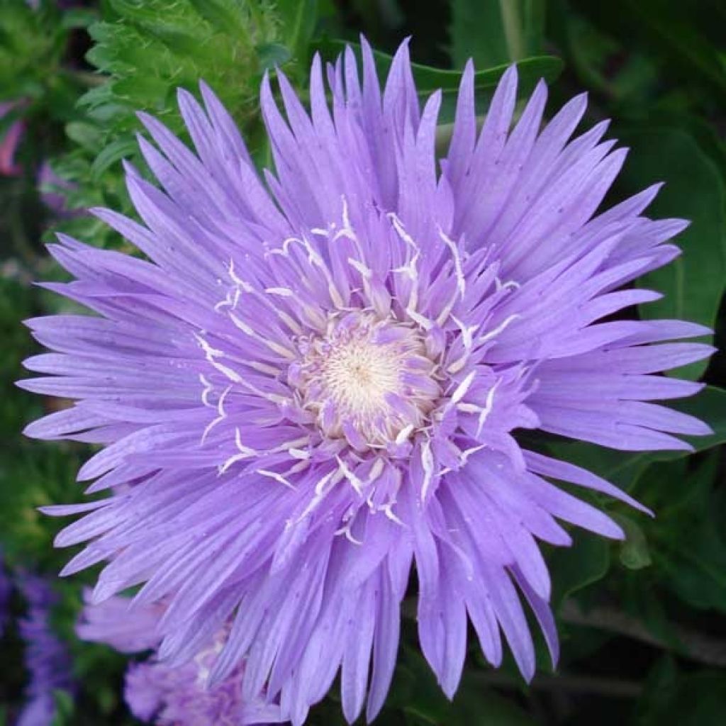 Stokesia laevis Purple Parasols