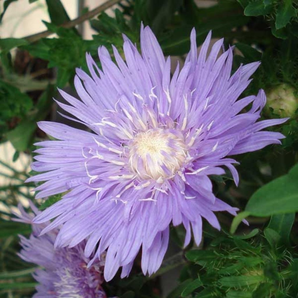 Stokesia laevis Purple Parasols