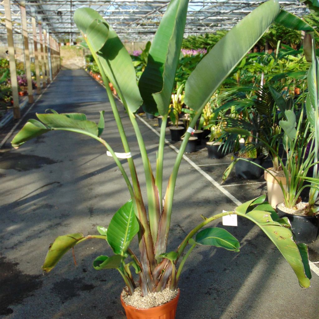 Strelitzia augusta (alba) - Oiseau de Paradis blanc