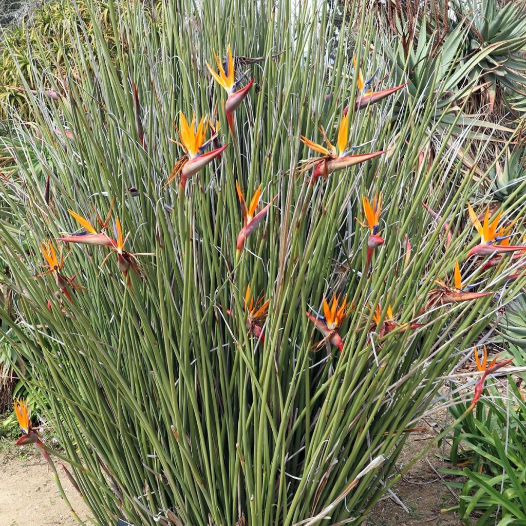 Strelitzia juncea - Oiseau de paradis à tiges de jonc