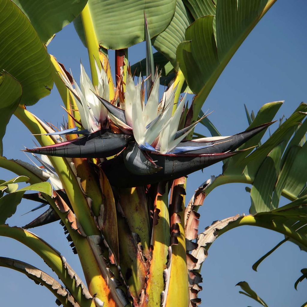 Strelitzia nicolai - Oiseau de Paradis blanc, géant.