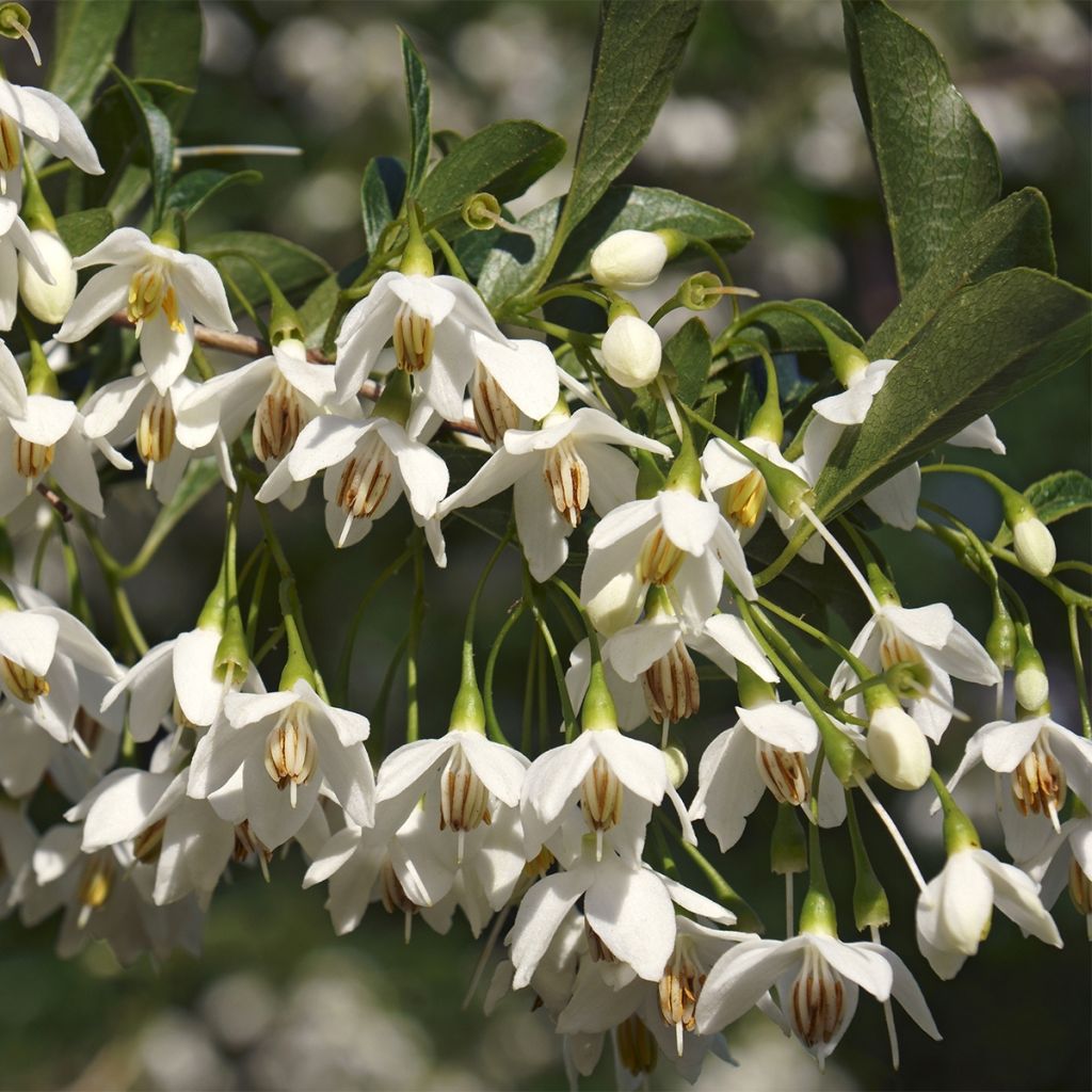 Styrax japonica Fargesii - Styrax japonais