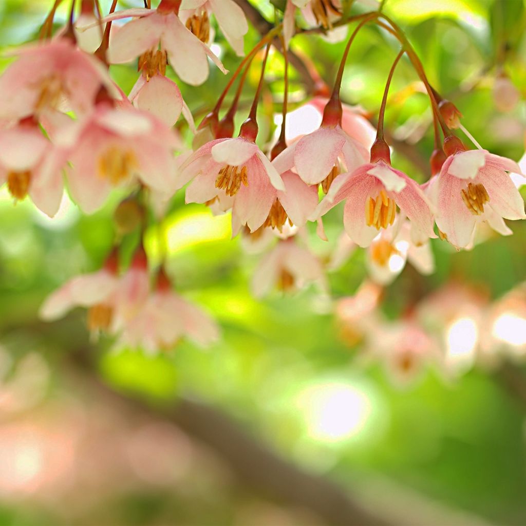 Styrax japonica Pink Chimes